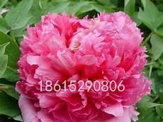 芙蓉帐jassica在线阅读